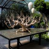 ...e un albero da t� secolare indonesiano privato della corteccia